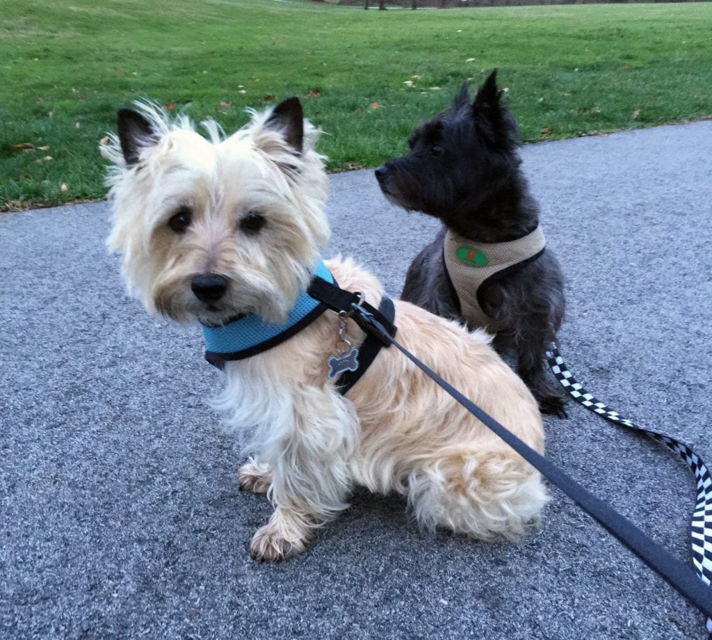 My puppies, Noel and Stella at the park.